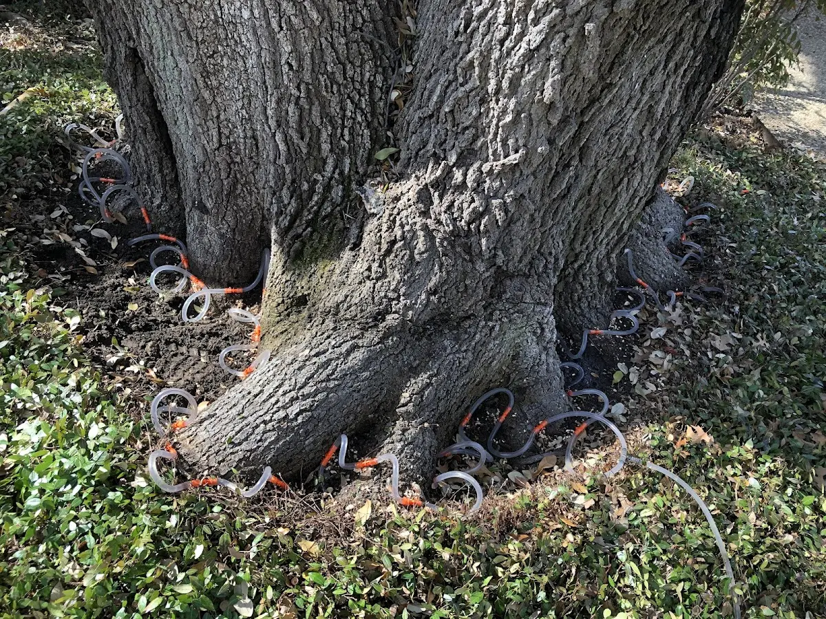 Detailed Shrub and Hedge Trimming job site in Quinlan