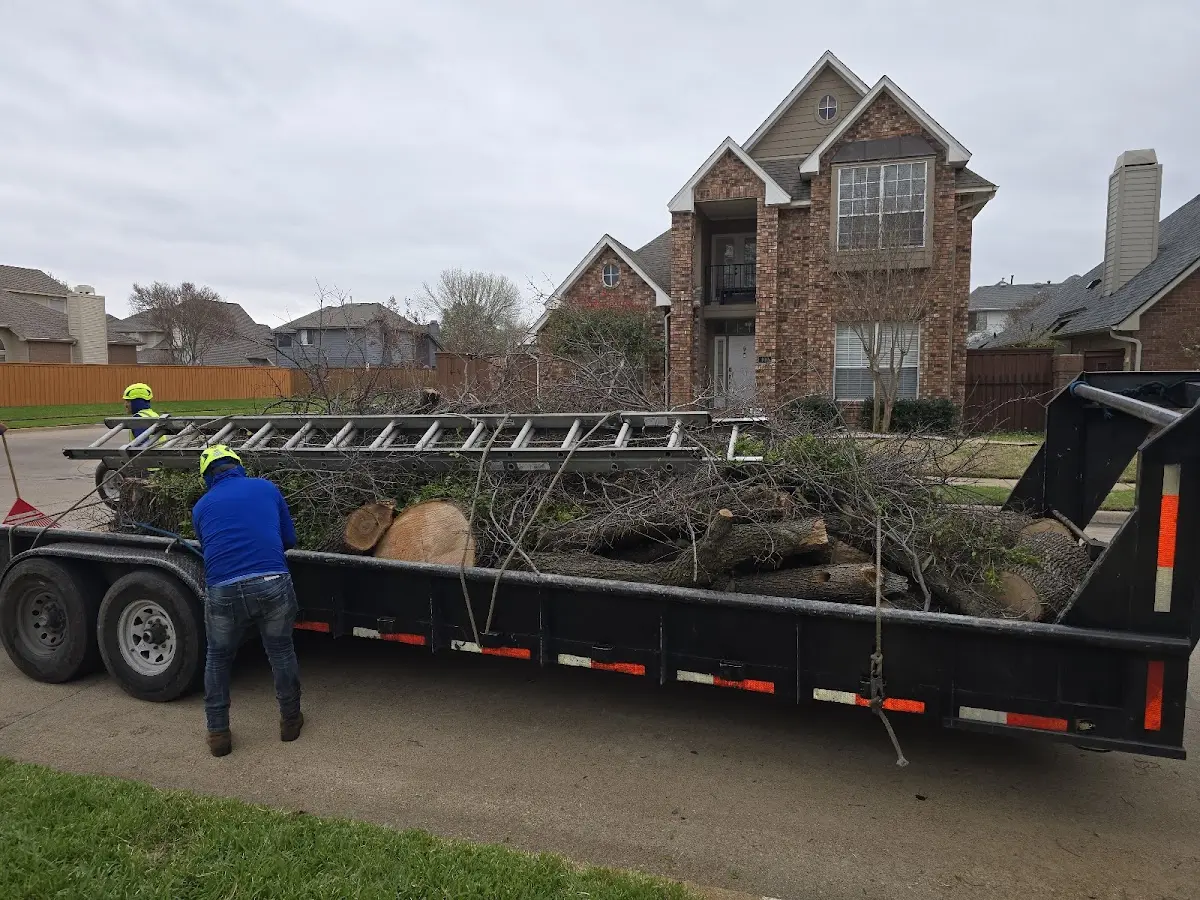 Expert Tree Removal with proper safety equipment in Quinlan